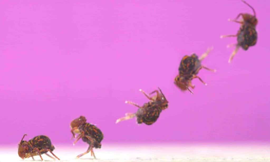 شاهد.. الكشف عن حشرة صغيرة ذات أسرع قفزة خلفية على الأرض