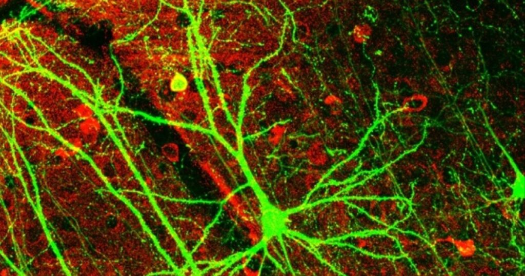 مفاجأة علمية.. للقلب كذلك "دماغ" خاص به
