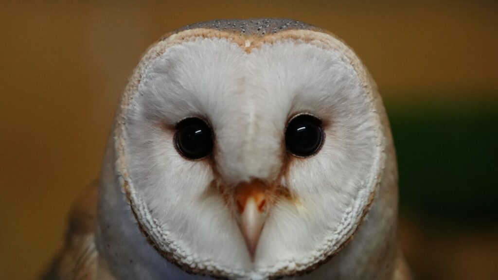 An unlikely symbol of cooperation, the barn owl brings Arab and Israeli scientists together